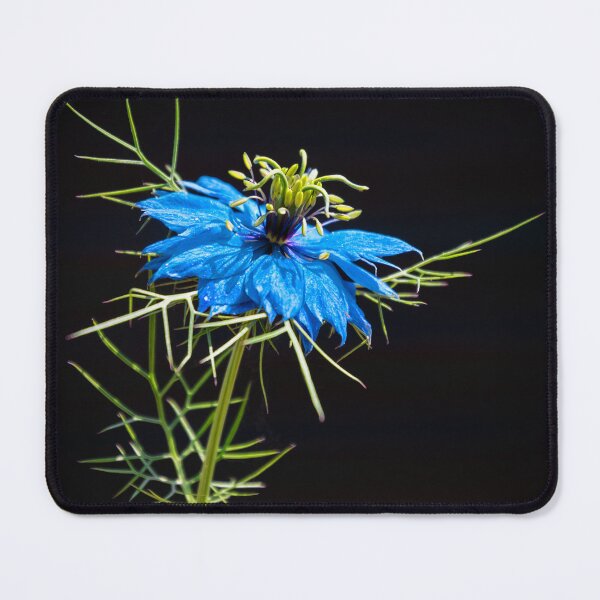 Item preview, Love-in-a-Mist designed and sold by JEZ22.