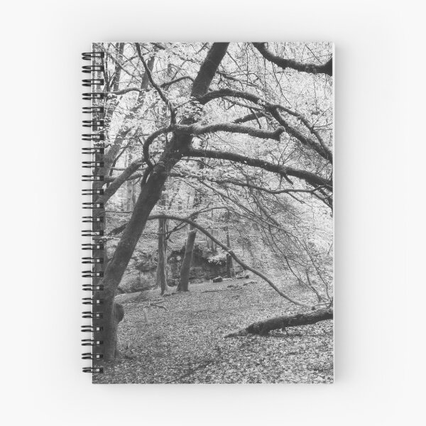 Item preview, Birches designed and sold by ShinyPhoto.