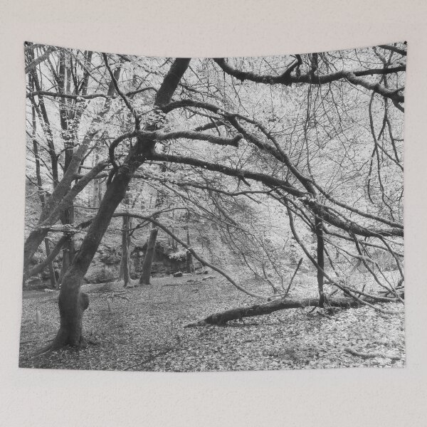 Item preview, Birches designed and sold by ShinyPhoto.