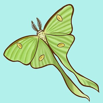 Artwork thumbnail, Luna Moth by Phoenix Bell