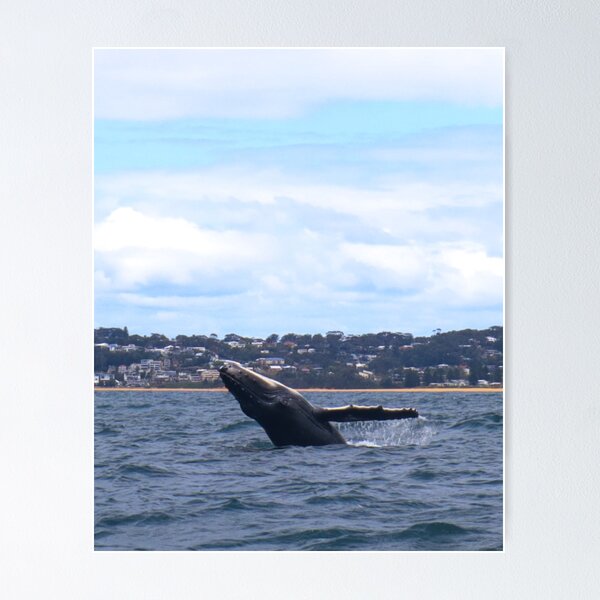 Item preview, Whale designed and sold by Seachelles1984.