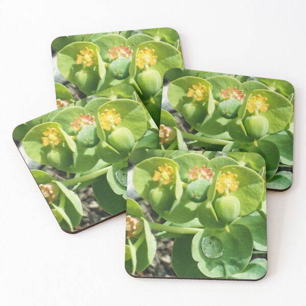 Item preview, Euphorbia characias - Trapped Water designed and sold by OnigiriSuiko.