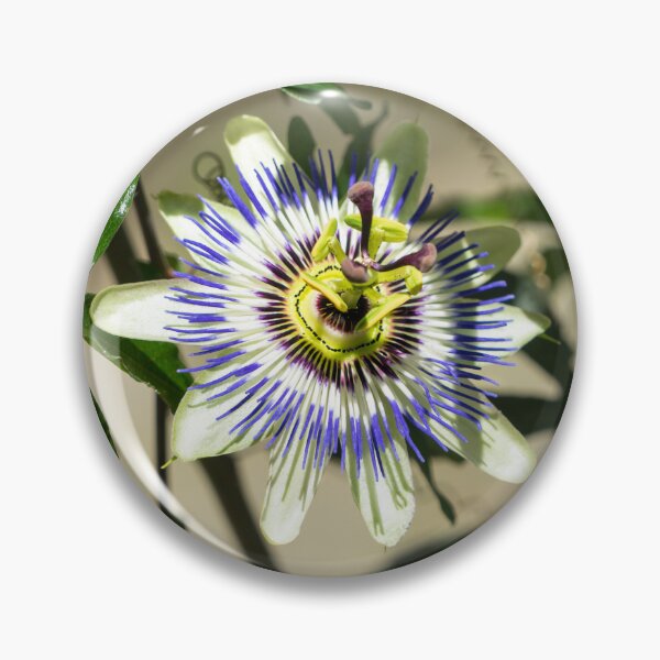 Item preview, Passion Fruit Bloom - Exotic Gift from South America designed and sold by Georgia Mizuleva.