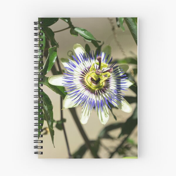 Item preview, Passion Fruit Bloom - Exotic Gift from South America designed and sold by Georgia Mizuleva.