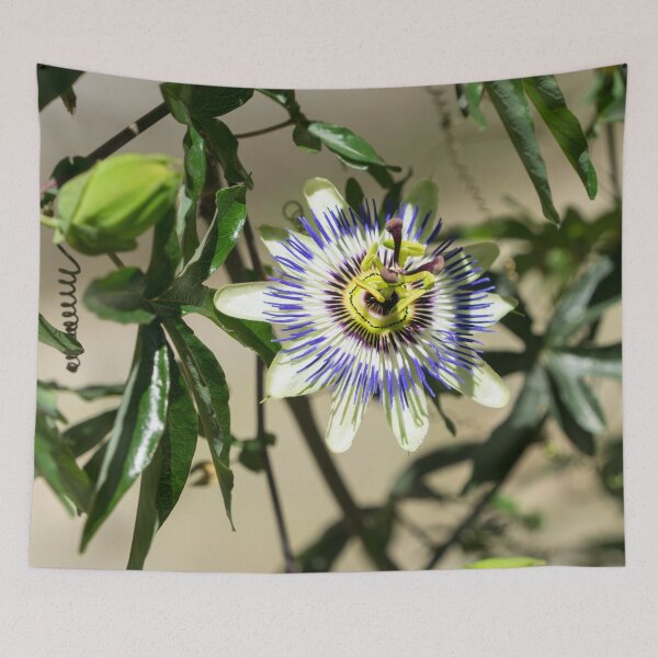 Item preview, Passion Fruit Bloom - Exotic Gift from South America designed and sold by Georgia Mizuleva.