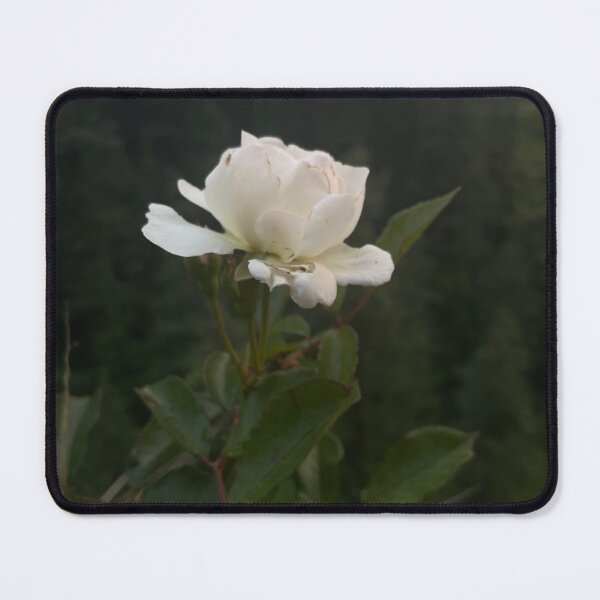 Item preview, White rose photography- nature lover,rose lover art designed and sold by Tanuja  Sharma.