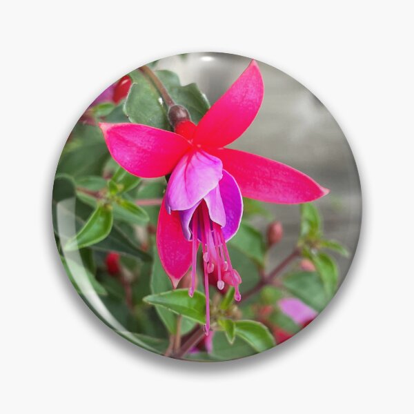 Item preview, Fuchsia magellanica fuchsia flower horizontal designed and sold by Ponted.