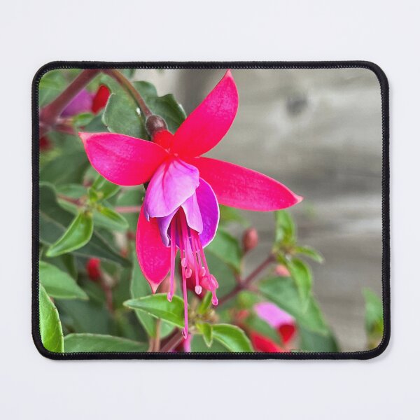 Item preview, Fuchsia magellanica fuchsia flower horizontal designed and sold by Ponted.