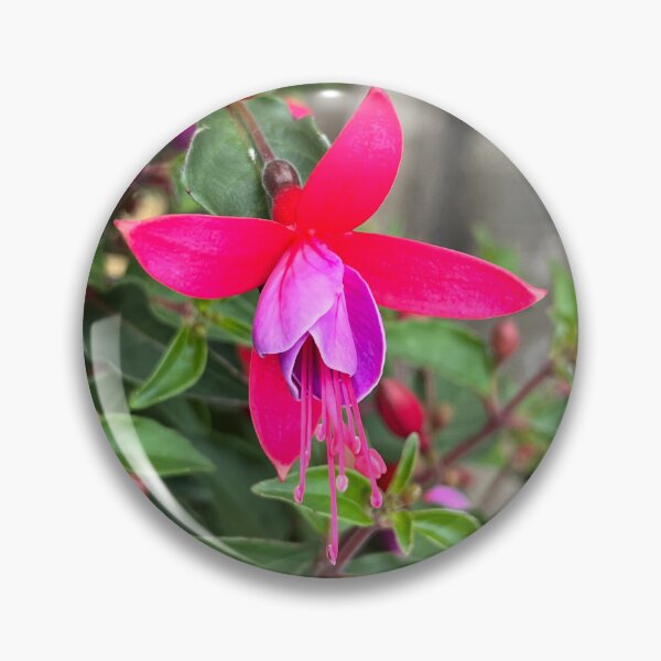 Item preview, Fuchsia magellanica upright fuchsia flower designed and sold by Ponted.