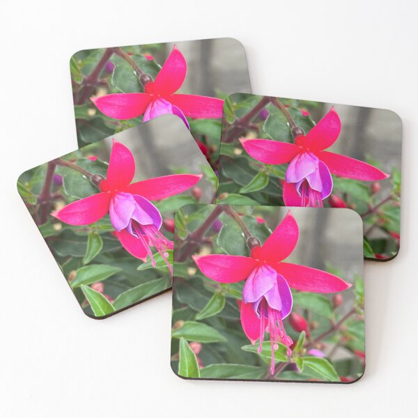Item preview, Fuchsia magellanica upright fuchsia flower designed and sold by Ponted.