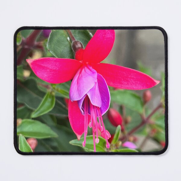 Item preview, Fuchsia magellanica upright fuchsia flower designed and sold by Ponted.