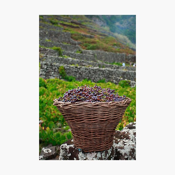 Item preview, Grape harvest designed and sold by Gaspar Avila.