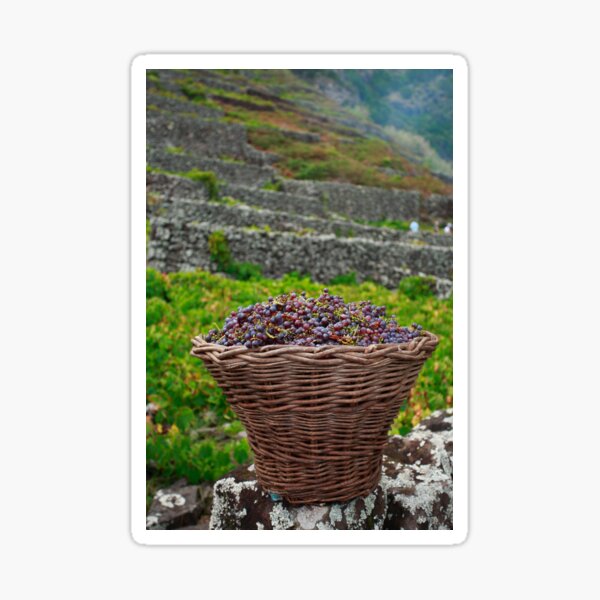 Item preview, Grape harvest designed and sold by Gaspar Avila.