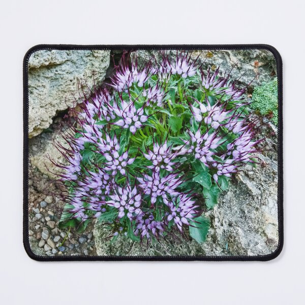 Item preview, Arie's Physoplexis designed and sold by Marilyn Cornwell.