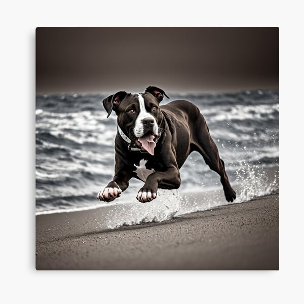 Artikel-Vorschau von Black and White Pitbull on the beach, designt und verkauft von Shiwwa.