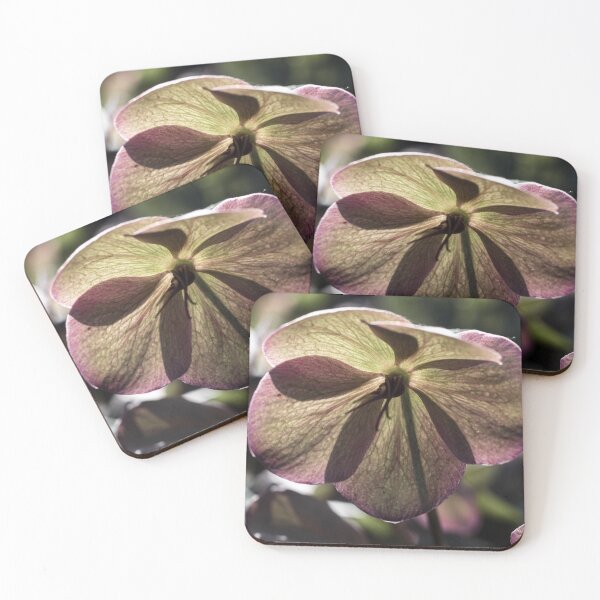 Item preview, Beautiful Hellbore Flower Pano designed and sold by Imladris01.