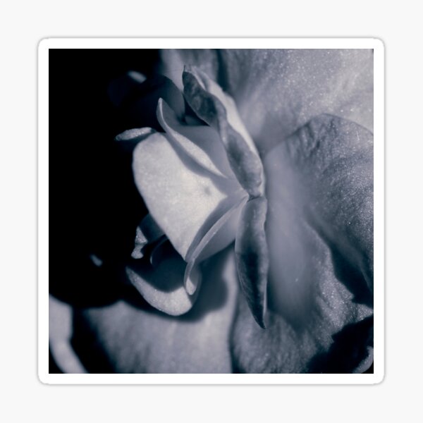 a single rose can be my garden Sticker