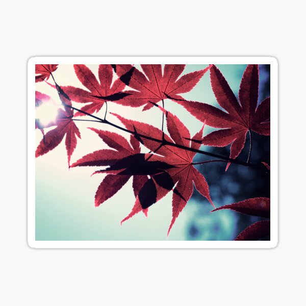 maple, japanese Sticker