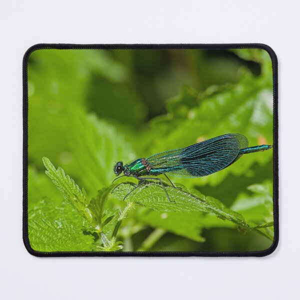 Item preview, Banded demoiselle designed and sold by xophotography.