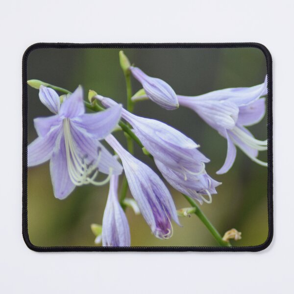 Item preview, Creeping Bellflower designed and sold by RPoli3.