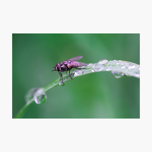 Item preview, Fly with Raindrops designed and sold by EA-Fisher.
