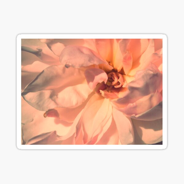 japonica Sticker