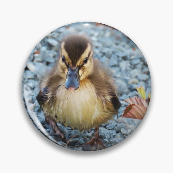 Item preview, Baby Mallard Duckling on the Hunt! designed and sold by Monica-Stroud.