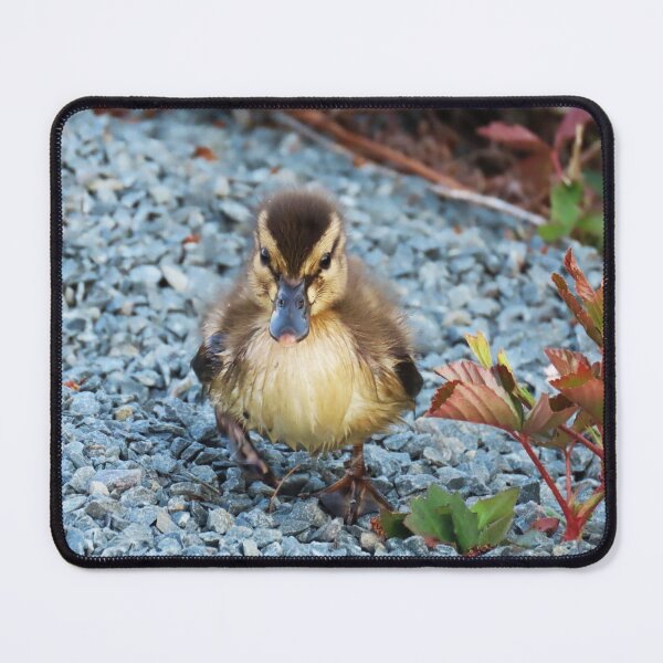 Item preview, Baby Mallard Duckling on the Hunt! designed and sold by Monica-Stroud.