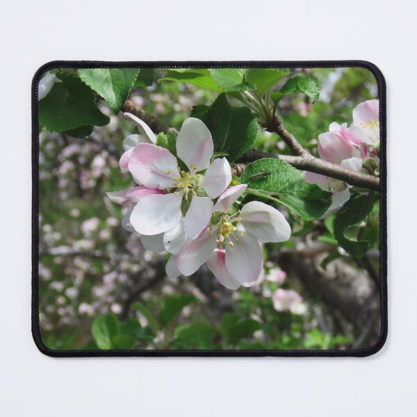 Item preview, Nova Scotia Apple Blossoms designed and sold by Monica-Stroud.