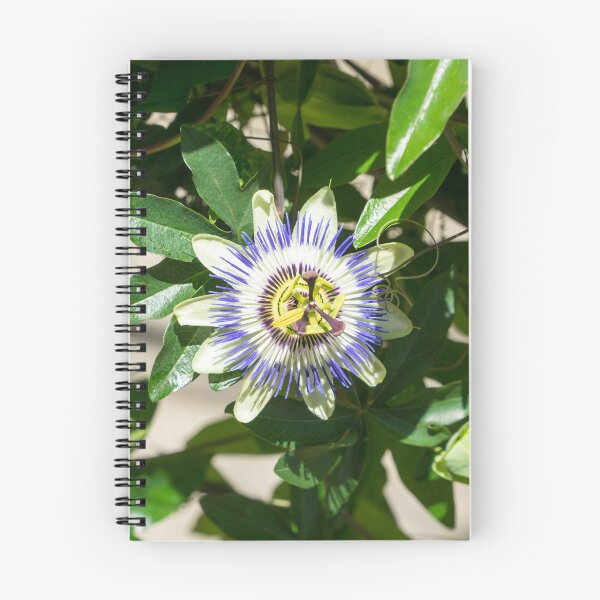 Item preview, Passionflower Bloom - Exotic Gift from South America designed and sold by Georgia Mizuleva.