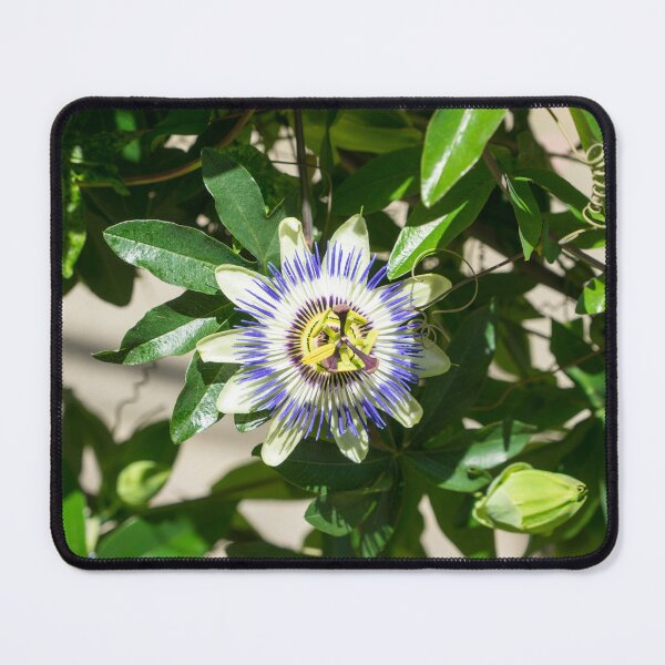 Item preview, Passionflower Bloom - Exotic Gift from South America designed and sold by Georgia Mizuleva.