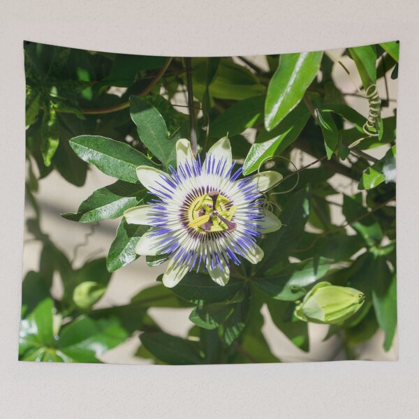 Item preview, Passionflower Bloom - Exotic Gift from South America designed and sold by Georgia Mizuleva.
