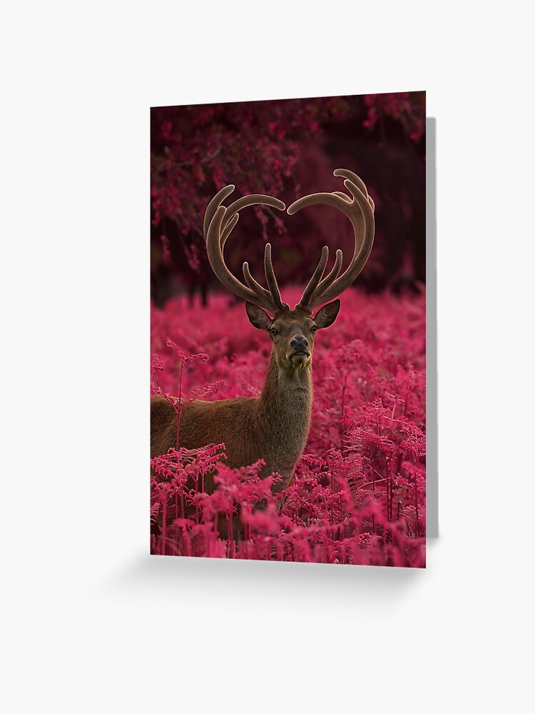 Portrait of a Stag Card Blank Portrait of a Stag Card Blank