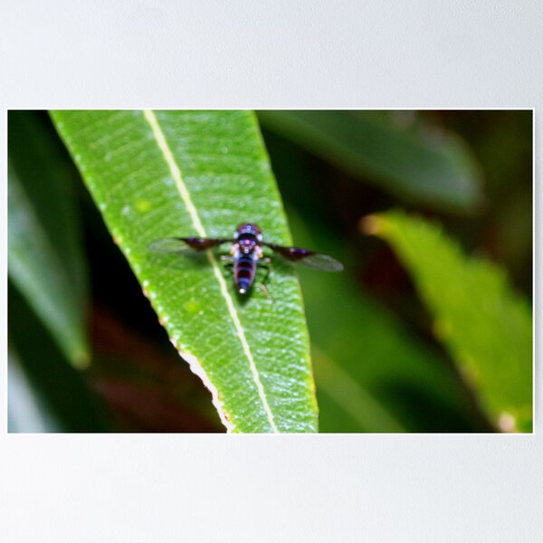 Item preview, Unknown flying insect designed and sold by B. Randi Bailey.