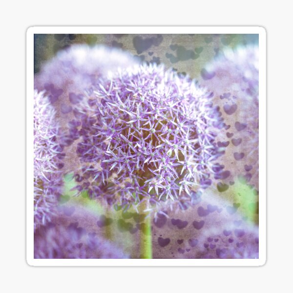 Vintage Allium Flowers Sticker