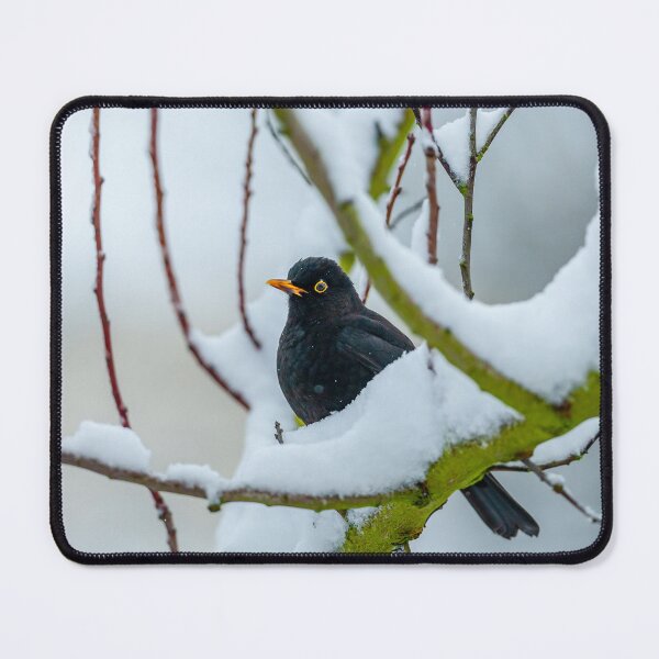 Item preview, Blackbird in the snow designed and sold by Dalyndigital Photography.
