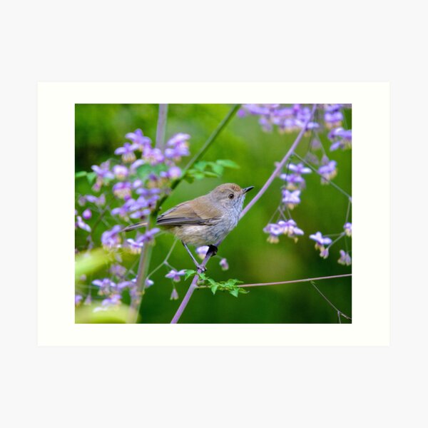 THORNBILL ~ Brown Thornbill by David Irwin Art Print