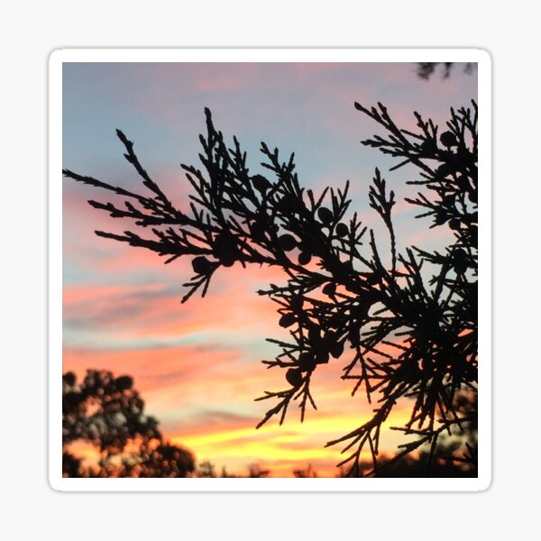 Tree Branch Silhouette Against Sunset Sky Sticker