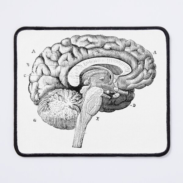 Item preview, Brain Diagram designed and sold by Desire To Inspire.