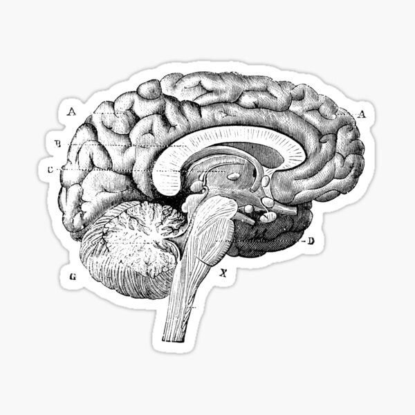 Item preview, Brain Diagram designed and sold by Desire To Inspire.