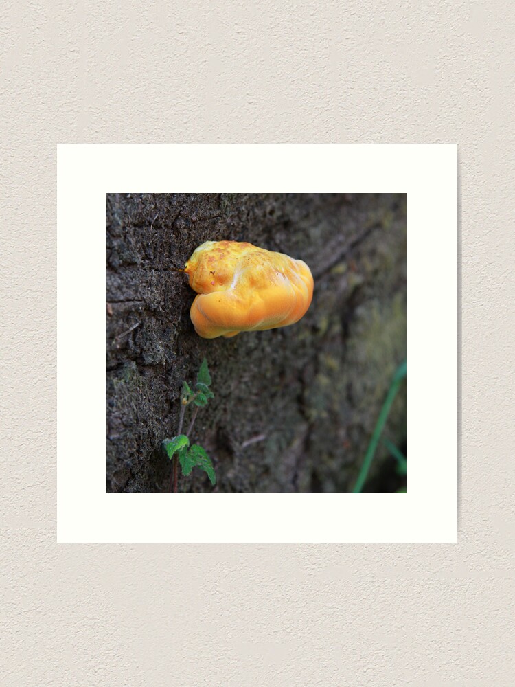 Alternate view of Fungus Art Print