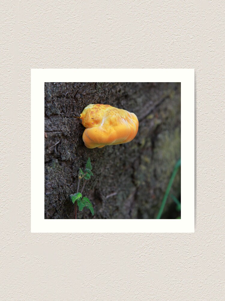 Alternate view of Fungus Art Print