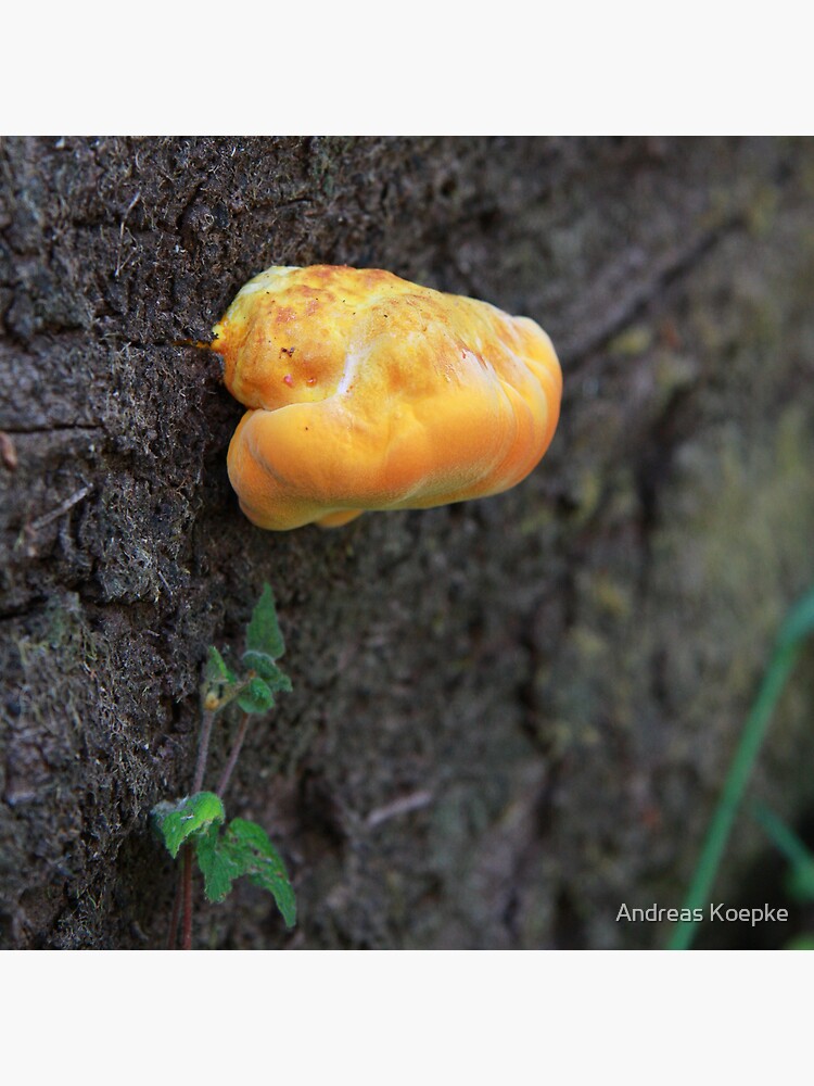 Fungus by mistered