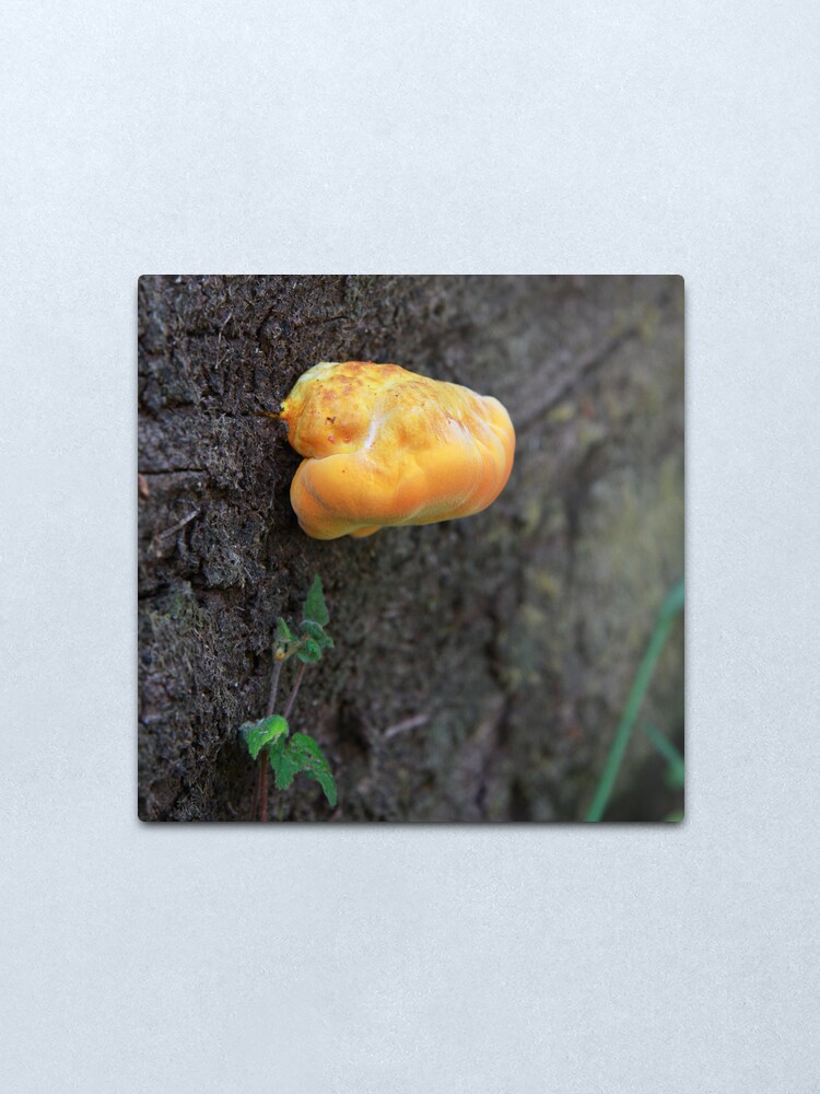 Alternate view of Fungus Metal Print