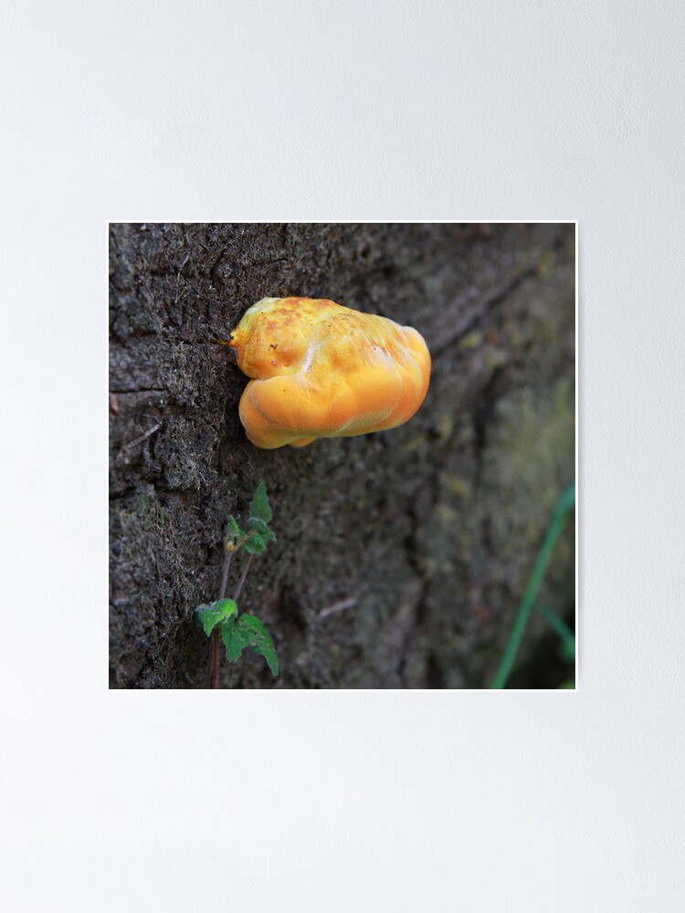 Alternate view of Fungus Poster