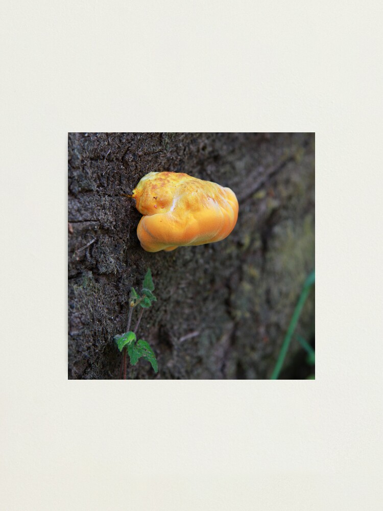 Alternate view of Fungus Photographic Print