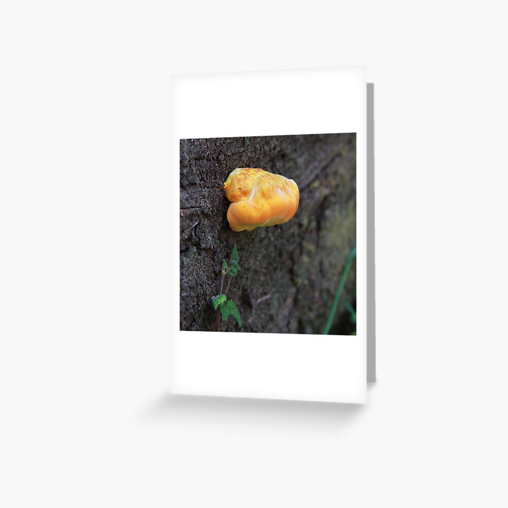 Fungus Greeting Card
