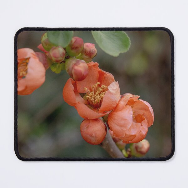 Item preview, Spring Blossoms designed and sold by SitandRelax.