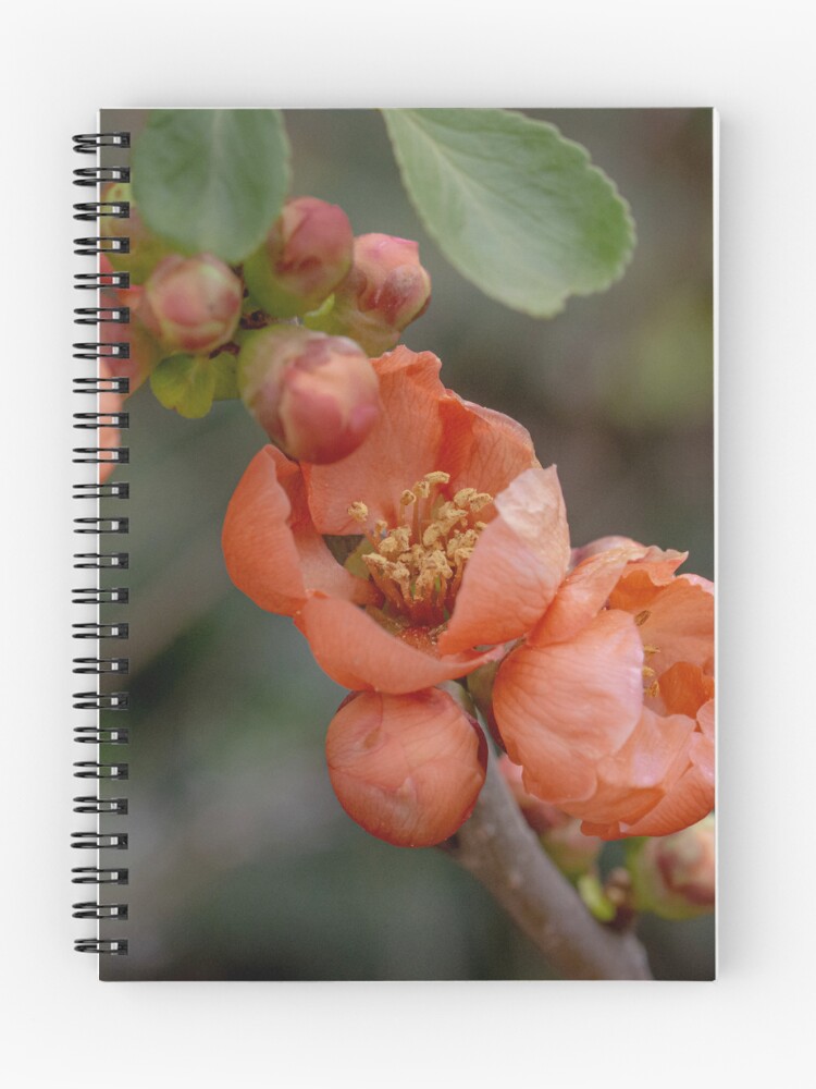 Thumbnail 1 of 3, Journal, Spring Blossoms designed and sold by SitandRelax.