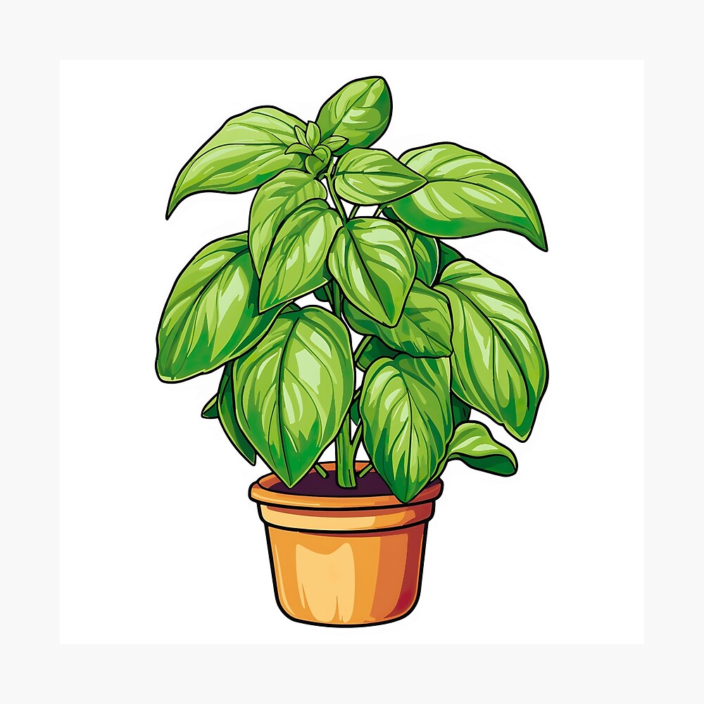 Basil Plant